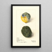 di Citrus limon Lisbona - Elsie E. Lower — quadro incorniciato alla parete