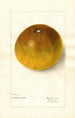 Citrus paradisi Pomelo - Elsie E. Lower — vista dell’opera