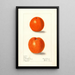 Citrus sinensis Canton - Elsie E. Lower — quadro incorniciato alla parete