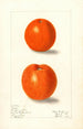 Citrus sinensis Canton - Elsie E. Lower — vista dell’opera