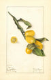 Fortunella Nagami - Elsie E. Lower — vista dell’opera