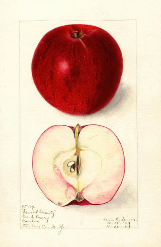Elsie E Lower - Malus domestica Scarlet Beauty.webp