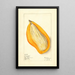 Mangifera indica Sandersha - Elsie E. Lower — quadro incorniciato alla parete