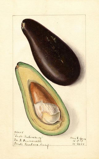 Elsie E Lower - Persea Santa Barbara Early.webp