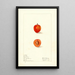Prunus domestica First - Elsie E. Lower — quadro incorniciato alla parete