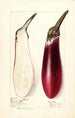 Solanum melongena Melanzana cinese - Elsie E. Lower — vista dell’opera