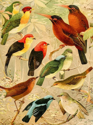 Emil August Gldi - Arirambas da matta virgem Uirpur diversos Sahy.webp