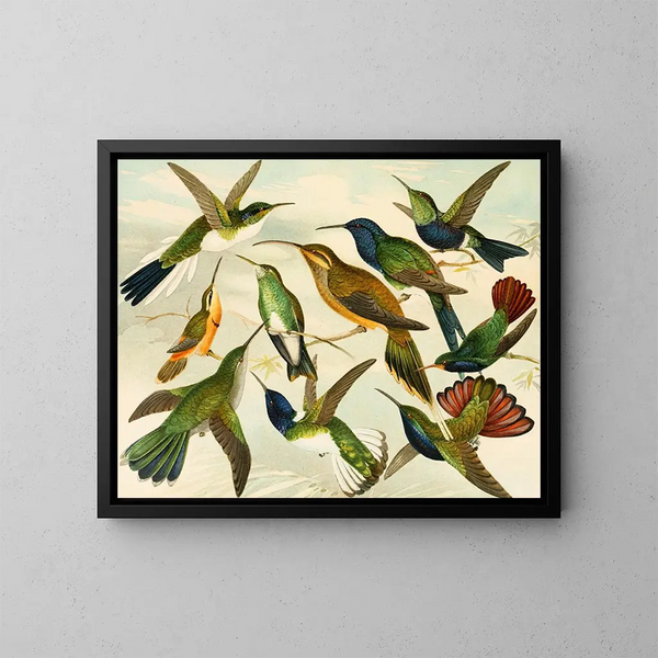 Oiseaux de paradis - Emil August Göldi — quadro incorniciato alla parete
