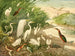 Garas - Emil August Göldi — vista dell’opera