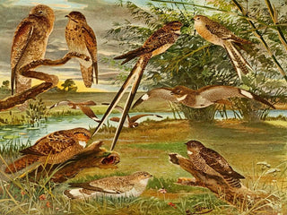 Emil August Gldi - Jurutaui Bacurau Bacurutesora Medelegoas Bacurau branco das praias.webp