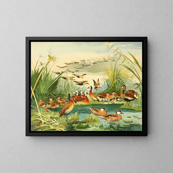Marreca - Emil August Göldi — quadro incorniciato alla parete