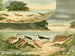 Bécassines e Bécassins - Emil August Göldi — vista dell’opera