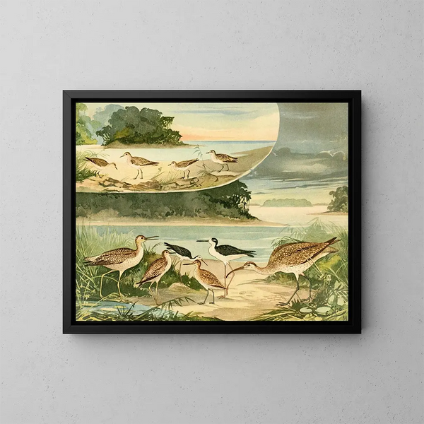 Bécassines e Bécassins - Emil August Göldi — quadro incorniciato alla parete