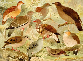 Emil August Gldi - Pombas.webp