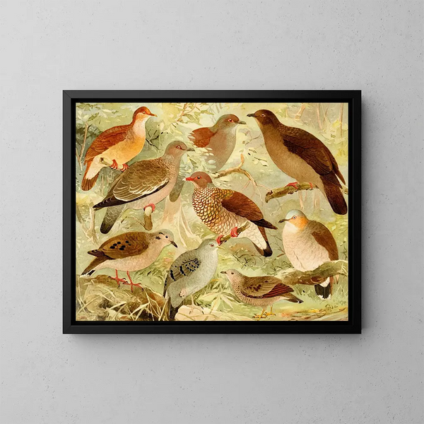 Colombes - Emil August Göldi — quadro incorniciato alla parete