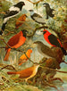 Titinga Pipira Cricri loo de barro Gallo da serra Pavo do mato - Emil August Göldi — vista dell’opera