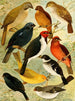 Trincaferro Azulo Cardinal Gallo do mato Serraserra Colleiro Cicarra - Emil August Göldi — vista dell’opera