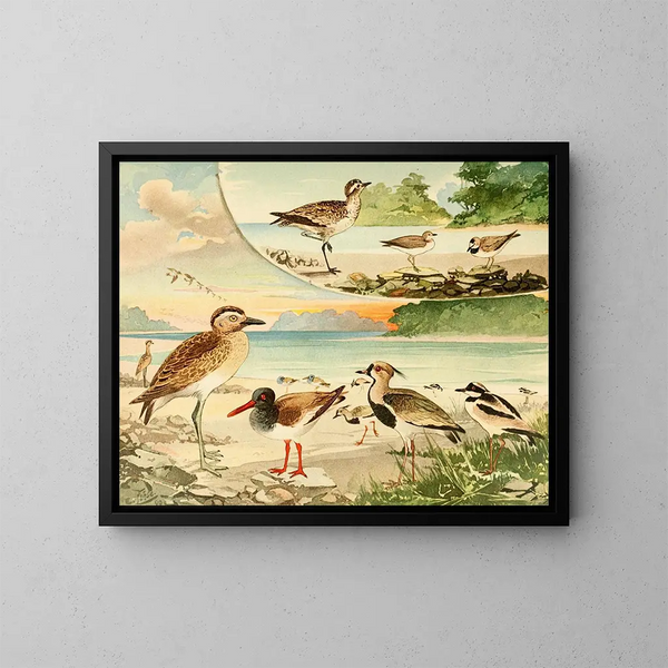 Tutu Pirpir Massaricos - Emil August Göldi — quadro incorniciato alla parete