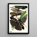 Insetti Pl19 - Émile-Allain Séguy — quadro incorniciato alla parete