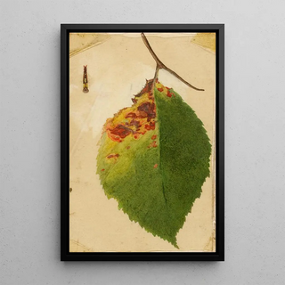 Emma Beach Thayer - Crumpled and Withered Leaf Edge Mimicking Caterpillar.webp