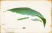Chenille di Foglia di Faggio Non Macchiata, Studio per il Libro Concealing Coloration in the Animal Kingdom - Emma Beach Thayer — vista dell’opera