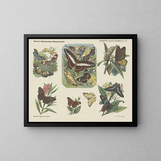 Emrik  Binger - Insekten dagvlinders.webp