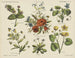 Fleurs des champs - Emrik Binger — vista dell’opera
