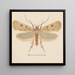 Entomologia acquerello Pl133 - George Hudson — quadro incorniciato alla parete