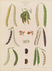 Haricots coureurs grands haricots - Ernst Benary — vista dell’opera