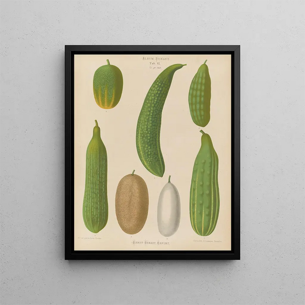 Concombre - Ernst Benary — quadro incorniciato alla parete