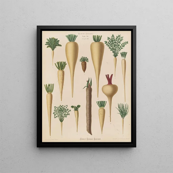 Racines culinarie - Ernst Benary — quadro incorniciato alla parete
