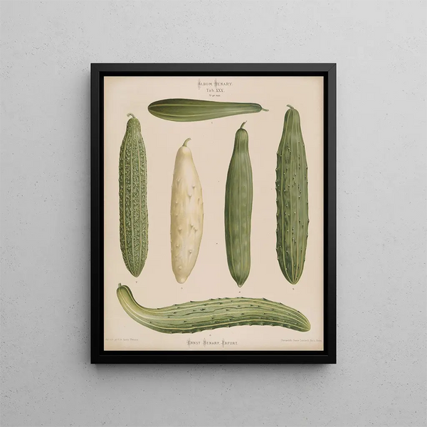 Concombre incorniciato - Ernst Benary — quadro incorniciato alla parete