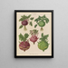 Kohl Rabi ou chou-rave - Ernst Benary — quadro incorniciato alla parete