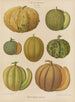 Melons - Ernst Benary — vista dell’opera
