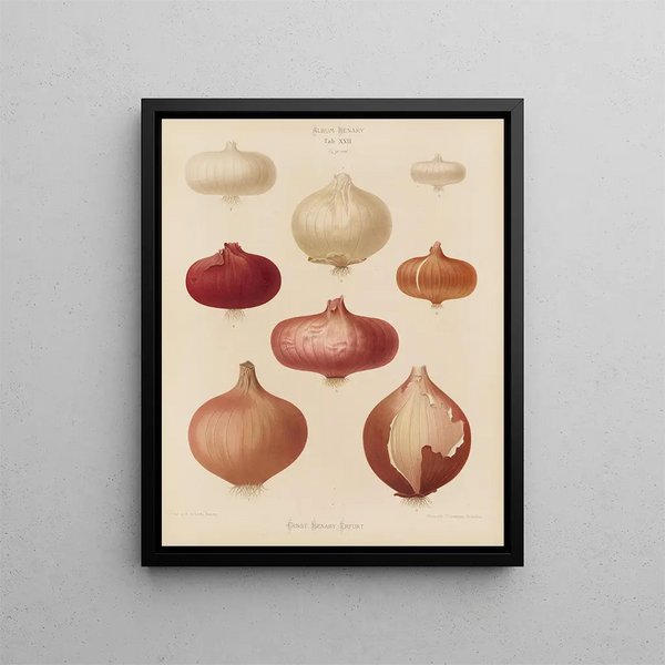Oignons - Ernst Benary — quadro incorniciato alla parete