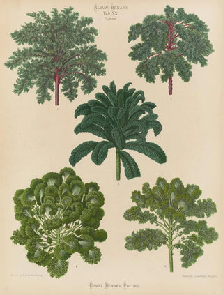 Ernst Benary - Ornamental Borecoles or Kales.webp