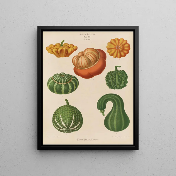 di zucche ornamentali - Ernst Benary — quadro incorniciato alla parete
