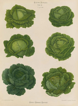 Ernst Benary - Savoy Cabbages.webp