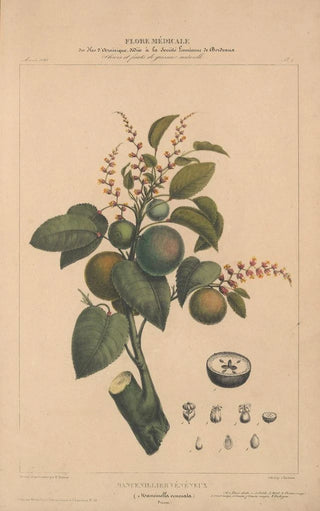 Etienne Denisse - Flore dAmerique Pl01.webp