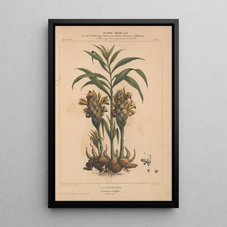 Etienne Denisse - Flore dAmerique Pl02.webp