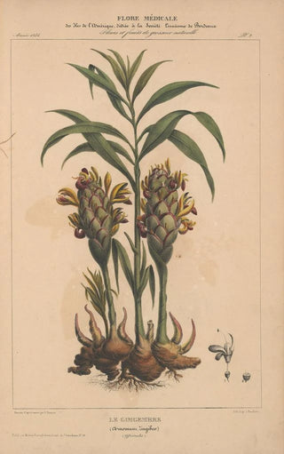 Etienne Denisse - Flore dAmerique Pl02.webp