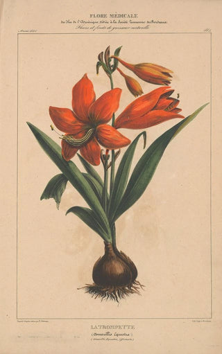 Etienne Denisse - Flore dAmerique Pl04.webp