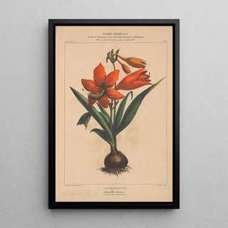 Etienne Denisse - Flore dAmerique Pl04.webp