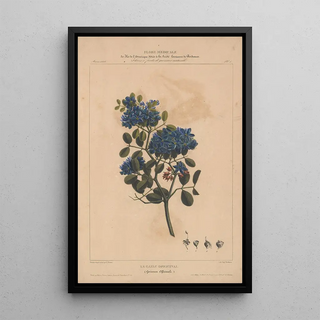 Etienne Denisse - Flore dAmerique Pl05.webp