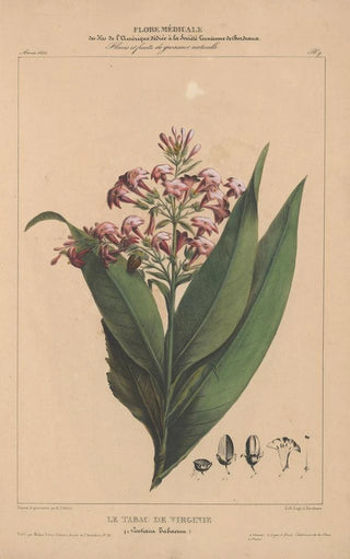 Etienne Denisse - Flore dAmerique Pl07.webp