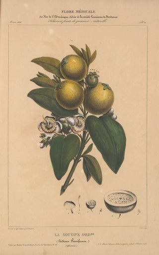 Etienne Denisse - Flore dAmerique Pl10.webp