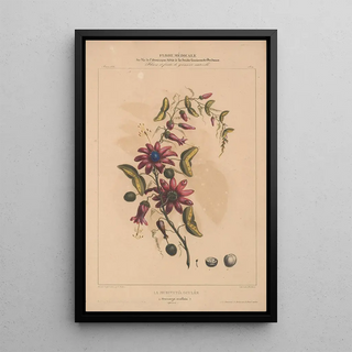 Etienne Denisse - Flore dAmerique Pl11.webp