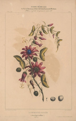 Etienne Denisse - Flore dAmerique Pl11.webp