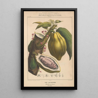 Etienne Denisse - Flore dAmerique Pl13.webp