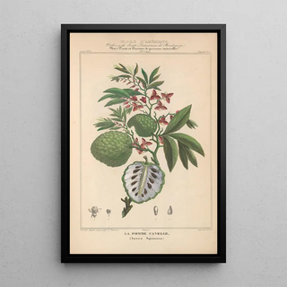 Etienne Denisse - Flore dAmerique Pl15.webp